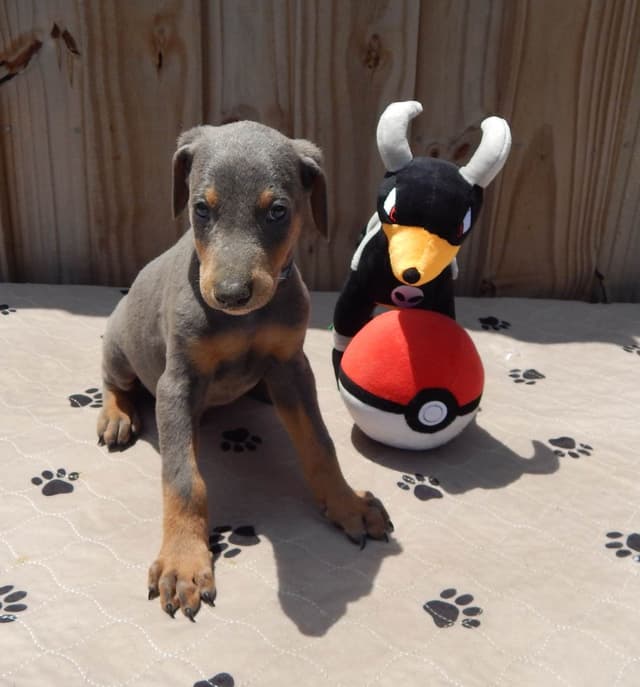 Doberman Pinscher Puppies media 11