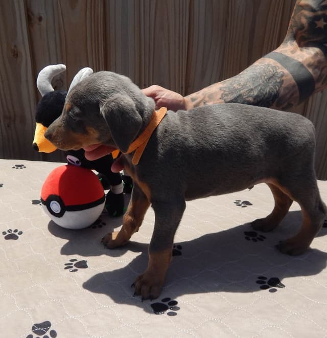 Doberman Pinscher Puppies media 12