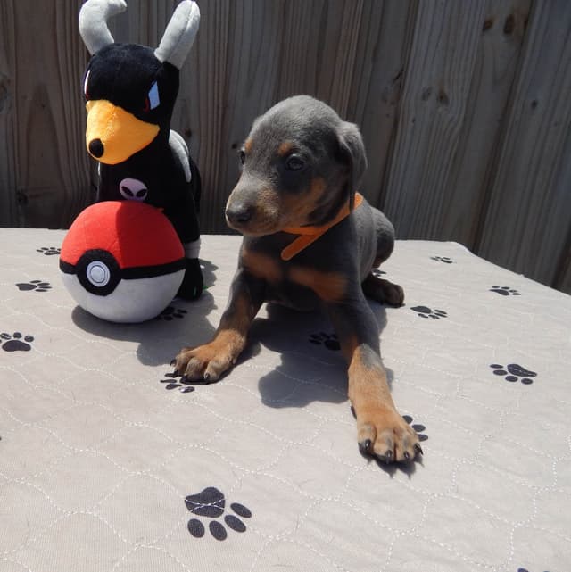 Doberman Pinscher Puppies media 13