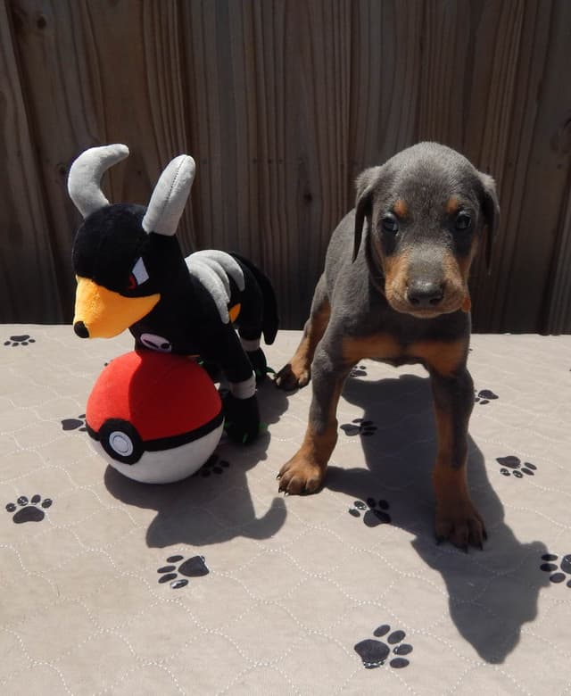 Doberman Pinscher Puppies media 14