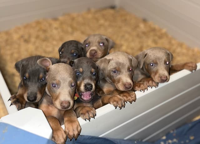 Doberman Pinscher Puppies media 16