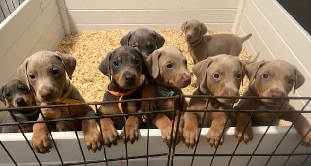 Doberman Pinscher Puppies media 15