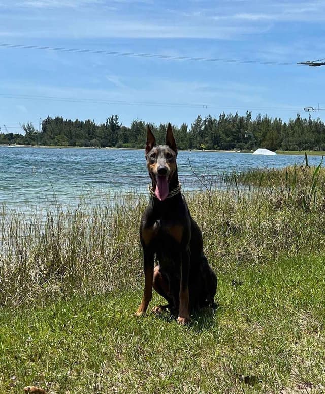 Doberman Pinscher Puppies media 17
