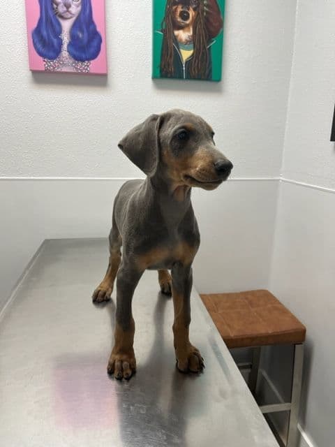 Doberman Pinscher Puppies media 18