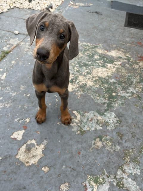 Doberman Pinscher Puppies media 20