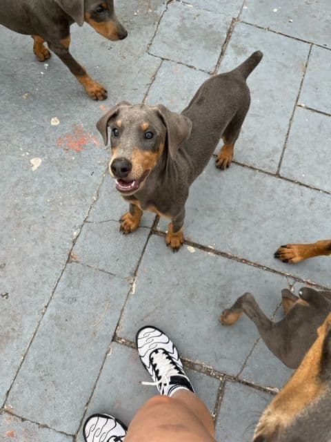 Doberman Pinscher Puppies media 21