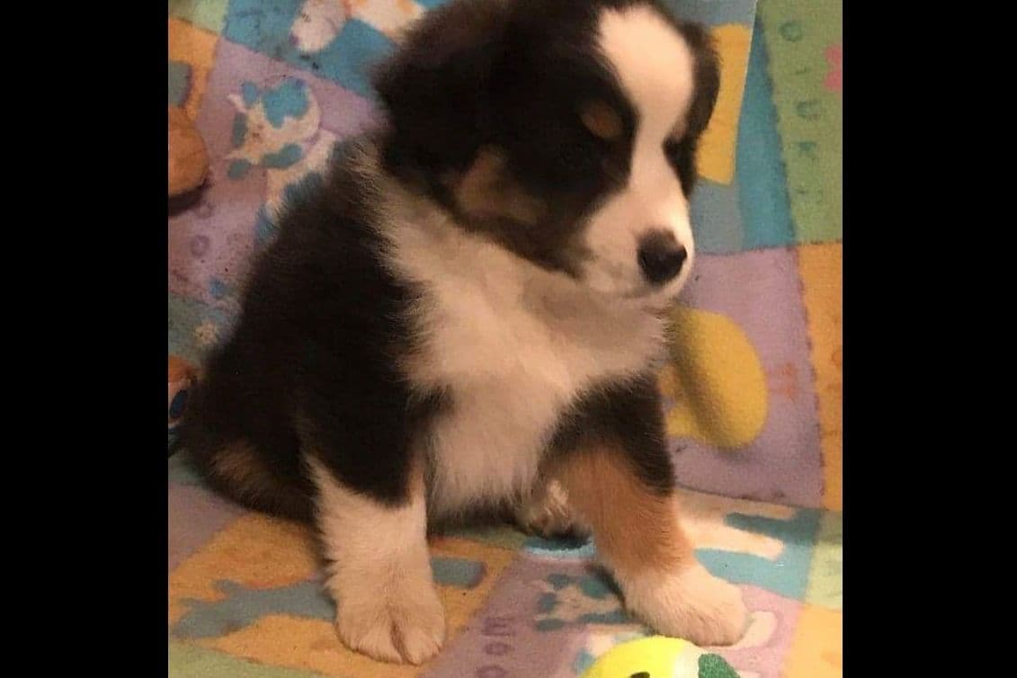 Pomeranian Puppies breeder image 5