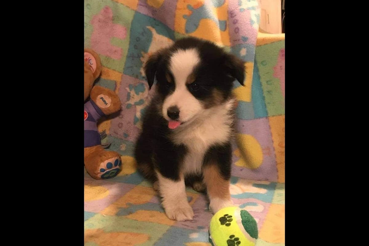 Pomeranian Puppies breeder image 6