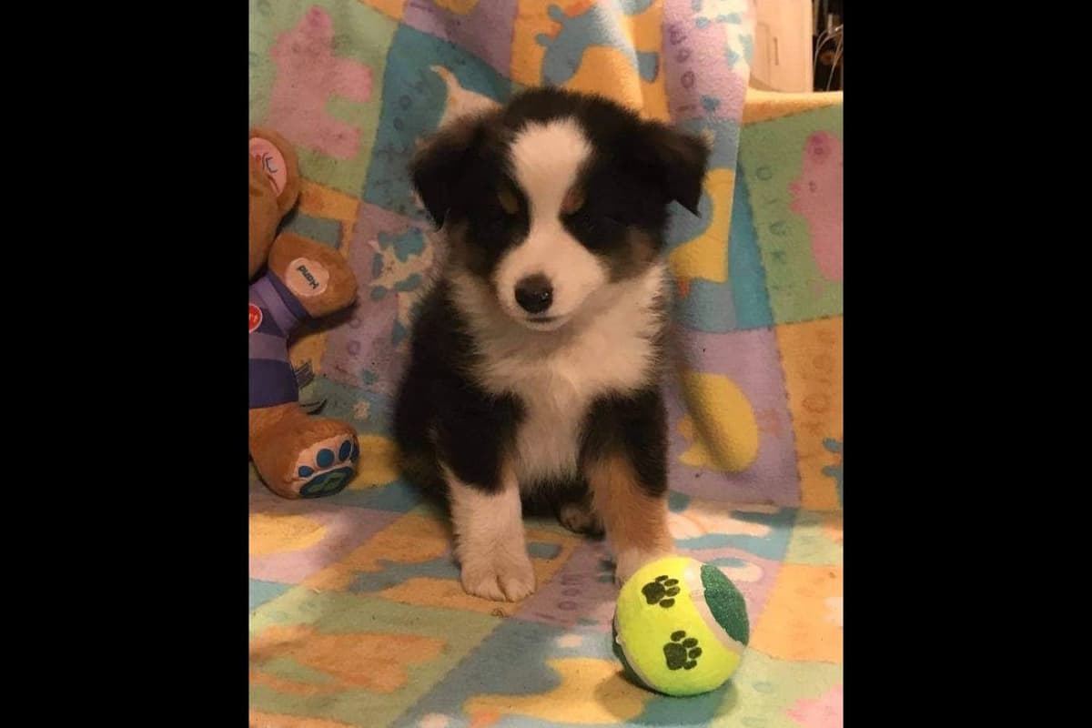 Pomeranian Puppies breeder image 7