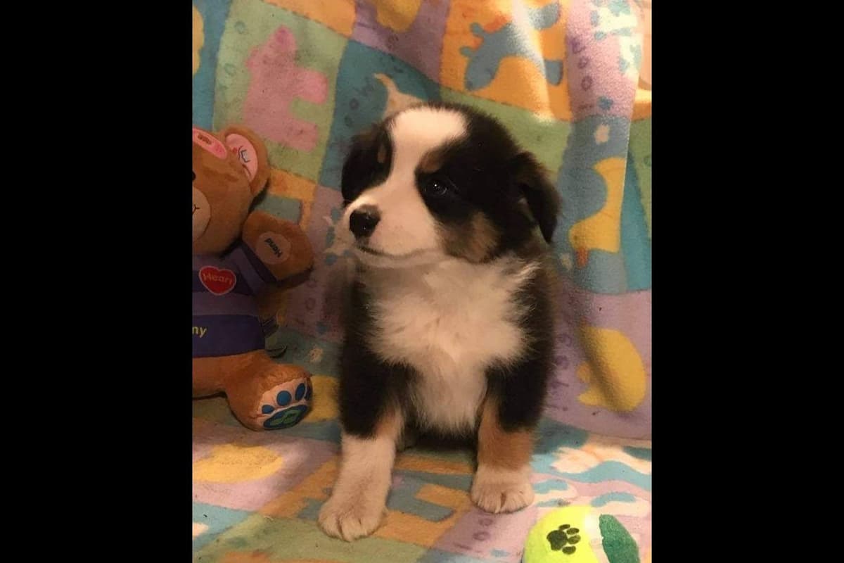 Pomeranian Puppies breeder image 9