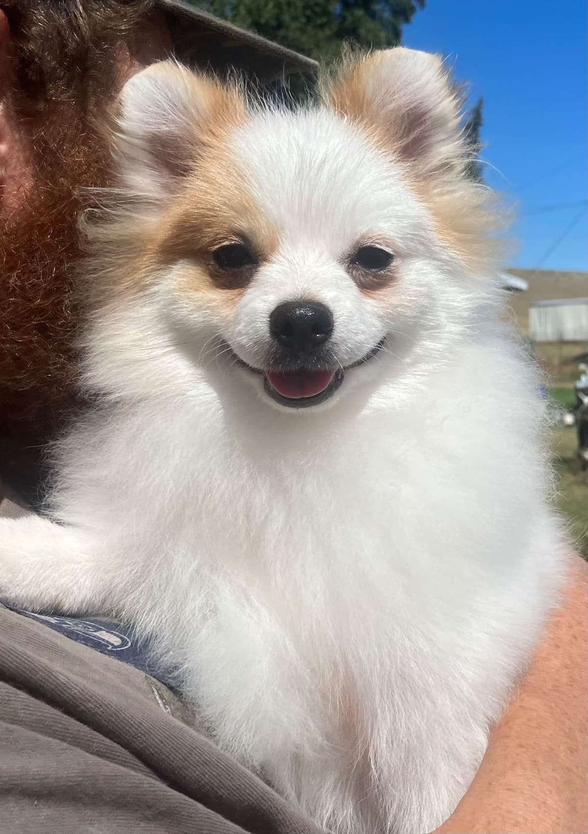 Pomeranian Puppies breeder image 11