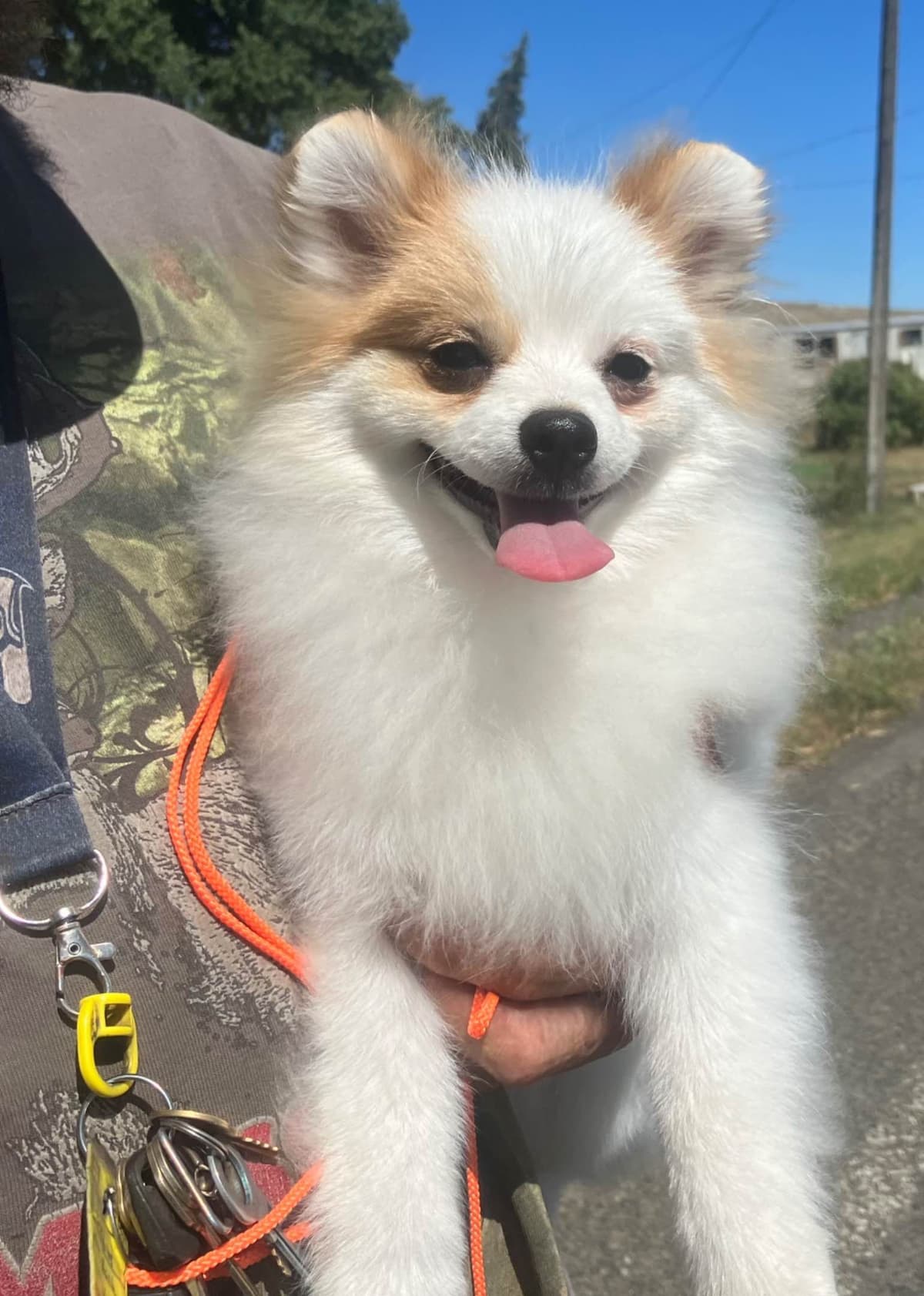 Pomeranian Puppies breeder image 12