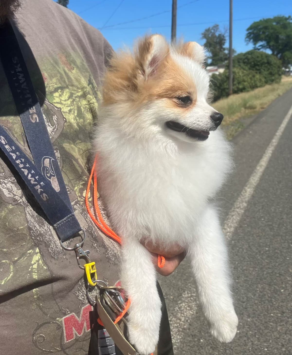 Pomeranian Puppies breeder image 13