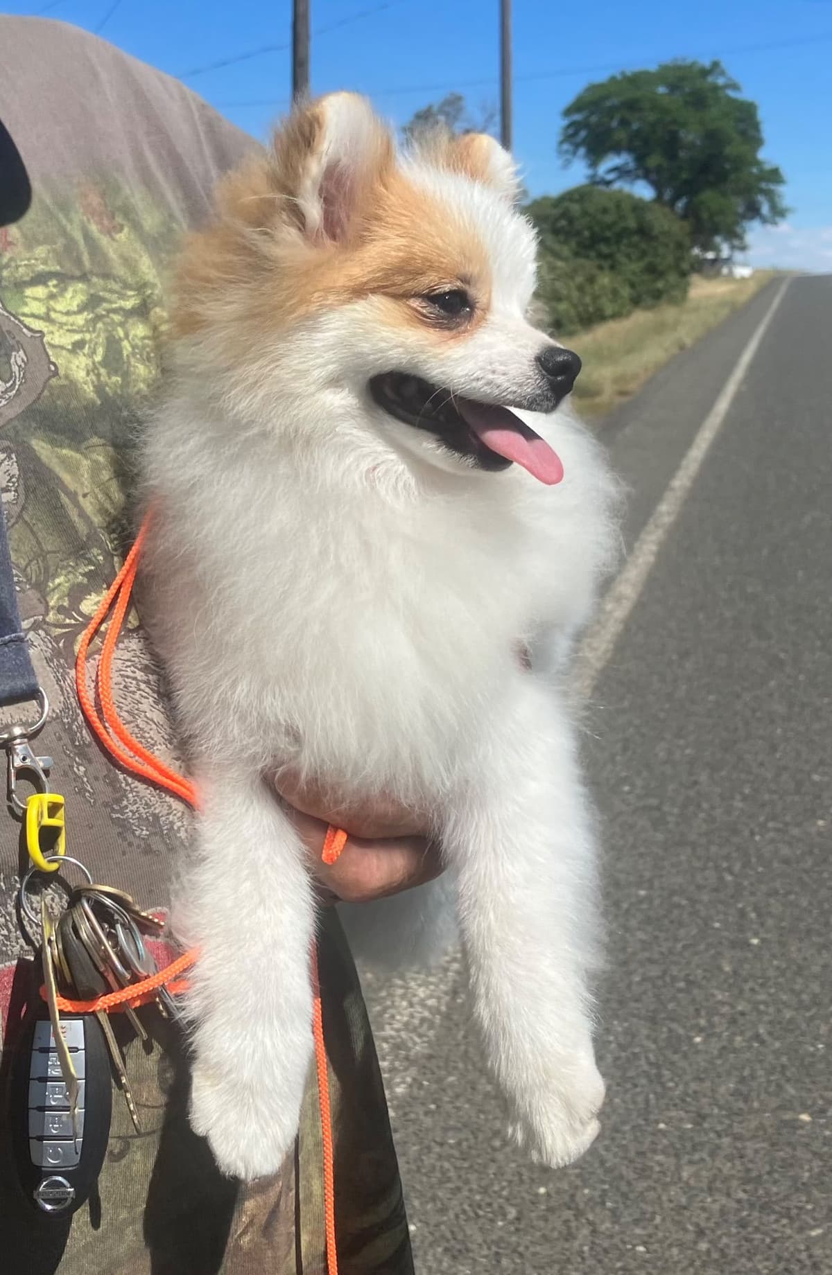 Pomeranian Puppies breeder image 14