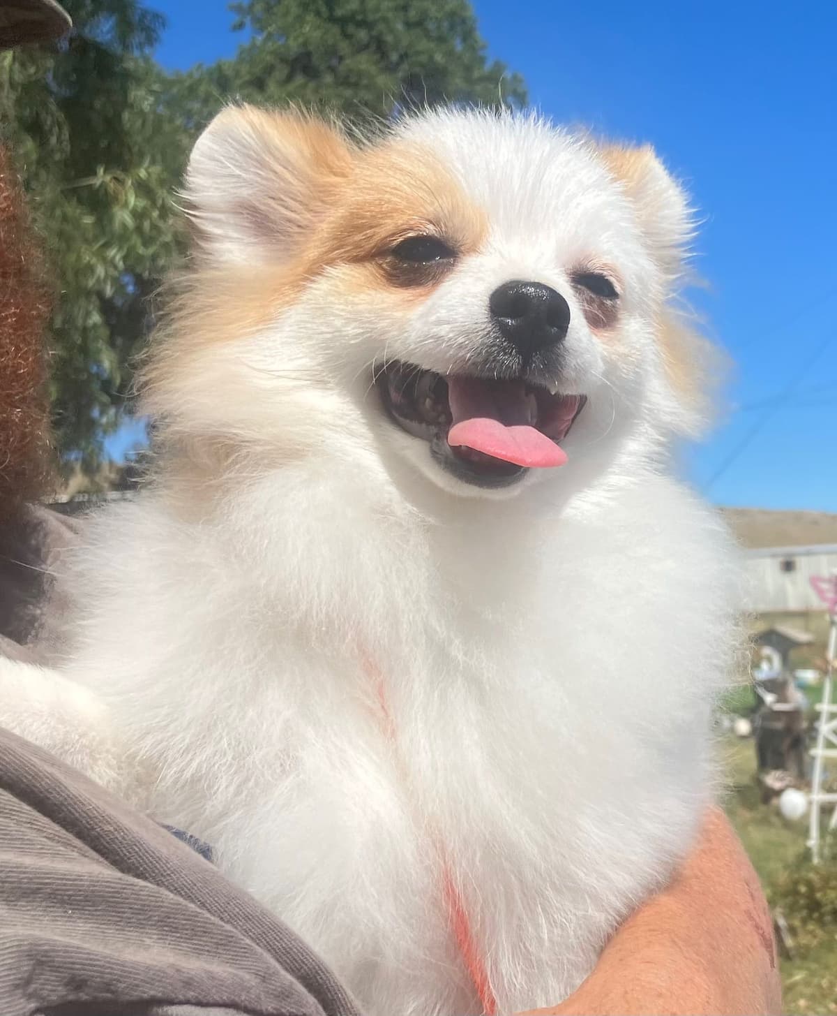 Pomeranian Puppies breeder image 16