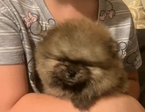 Pomeranian Puppies breeder image 17