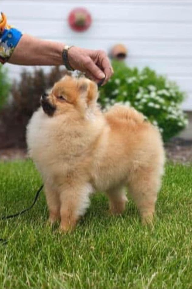 Pomeranian Puppies breeder image 18