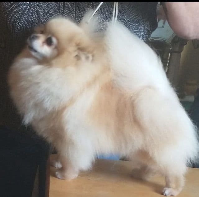 Pomeranian Puppies breeder image 19
