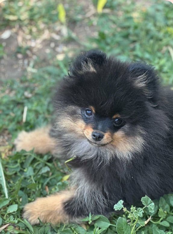 Pomeranian Puppies breeder image 21