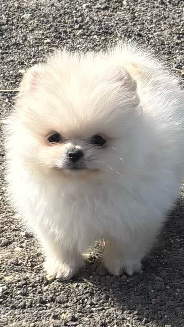 Pomeranian Puppies breeder image 22