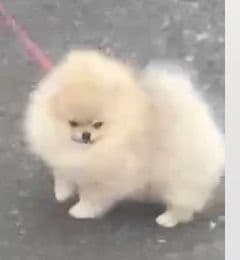 Pomeranian Puppies breeder image 25