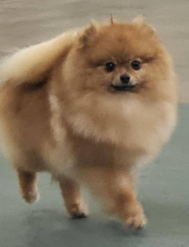 Pomeranian Puppies breeder image 26