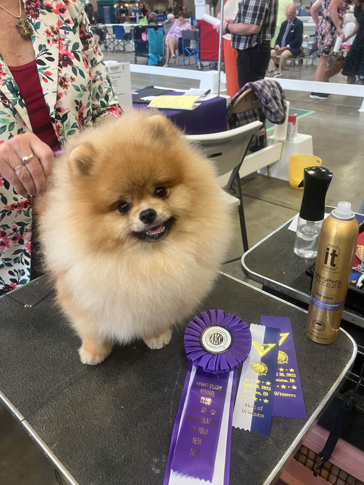 Pomeranian Puppies breeder image 27