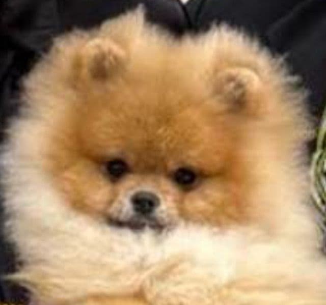 Pomeranian Puppies breeder image 1