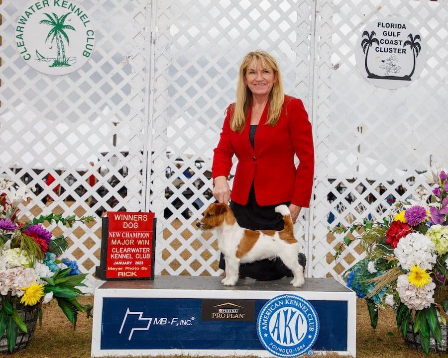 Russell Terrier Puppies breeder image 1