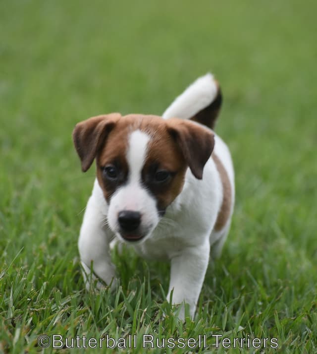 Russell Terrier Puppies media 2
