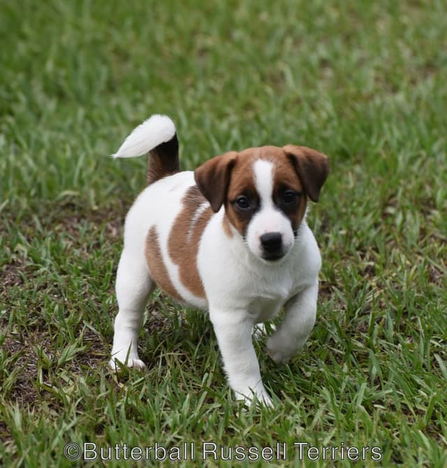 Russell Terrier Puppies media 3