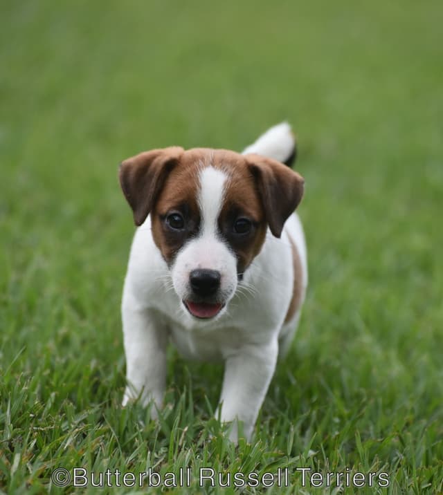 Russell Terrier Puppies media 4