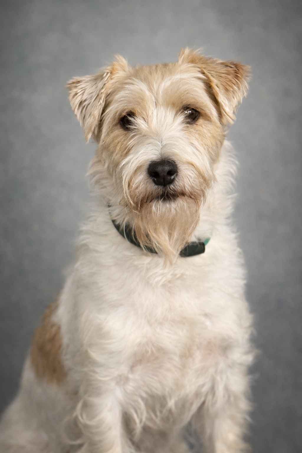 Russell Terrier Puppies breeder image 4