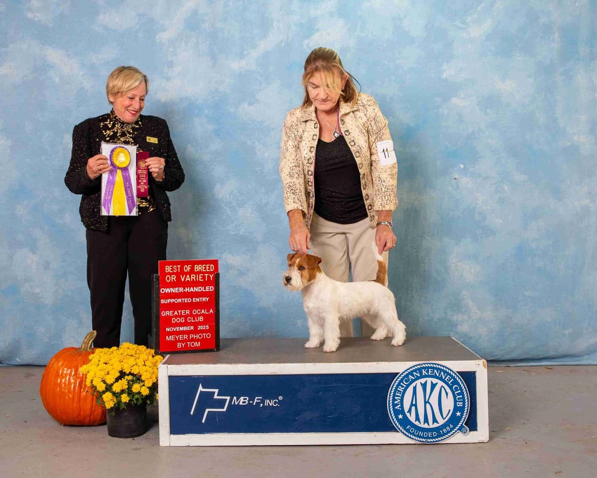 Russell Terrier Puppies breeder image 8