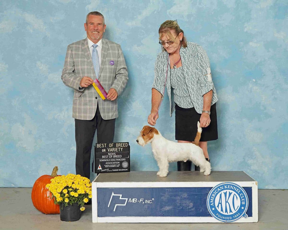 Russell Terrier Puppies breeder image 9