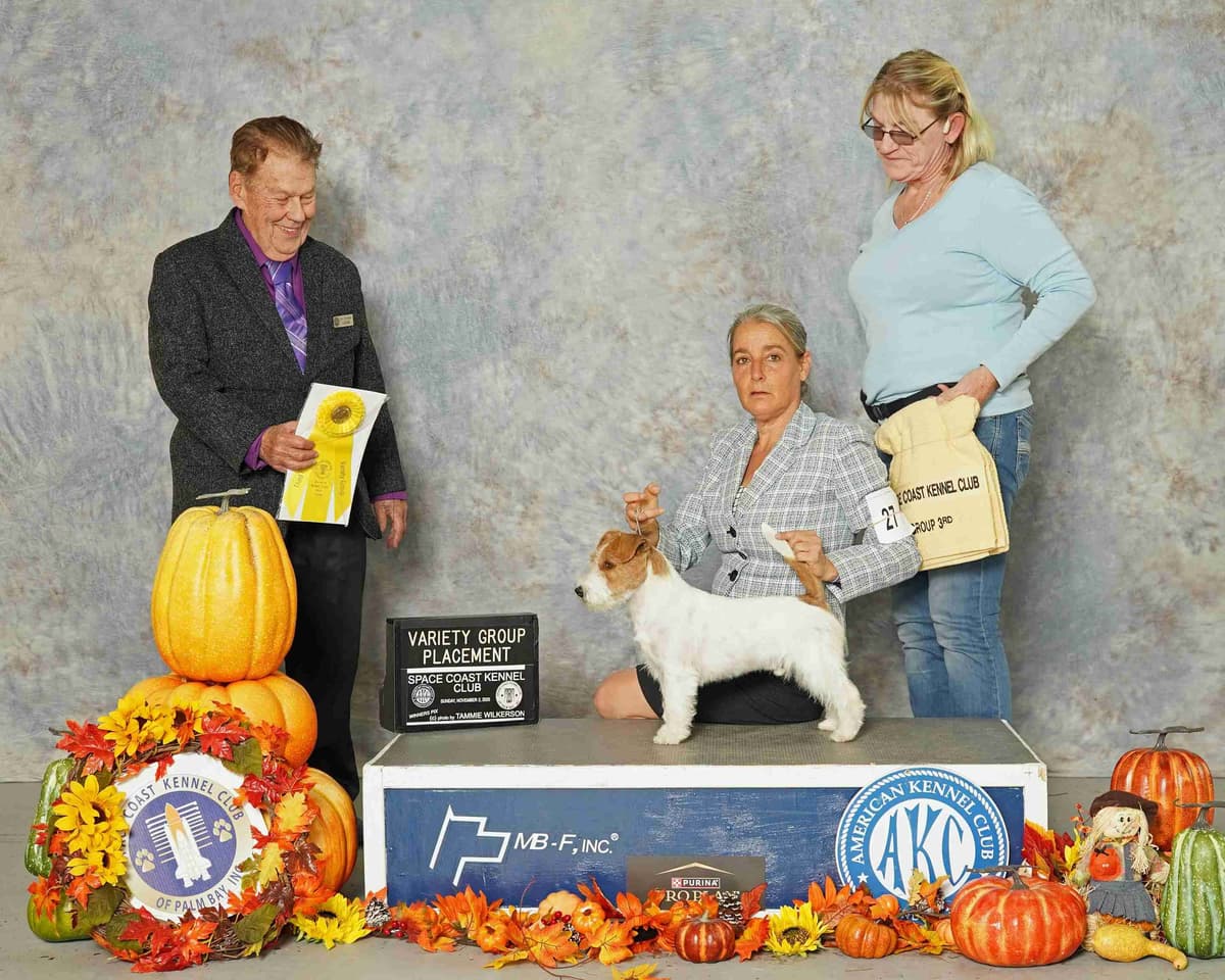 Russell Terrier Puppies breeder image 11