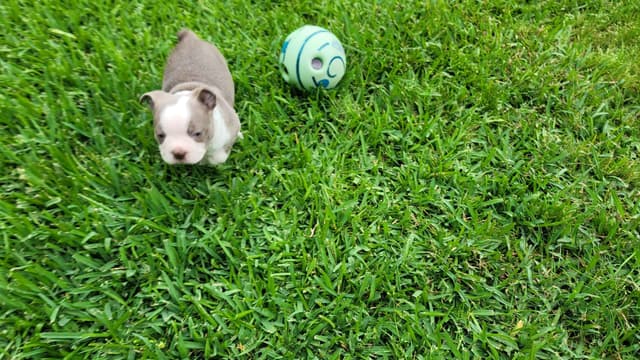 Boston Terrier Puppies media 4