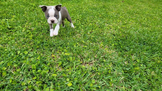 Boston Terrier Puppies media 5