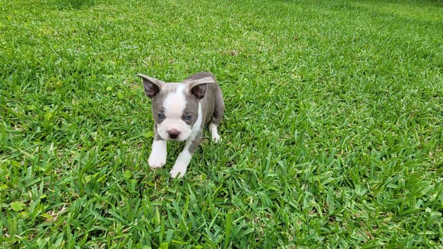 Boston Terrier Puppies media 6