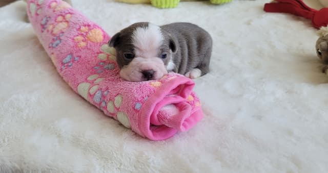 Boston Terrier Puppies media 2