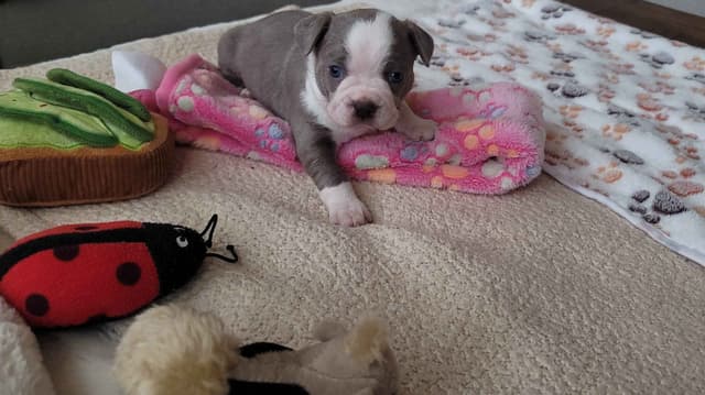 Boston Terrier Puppies media 3