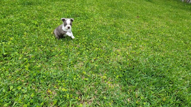 Boston Terrier Puppies media 7