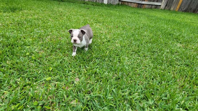 Boston Terrier Puppies media 8