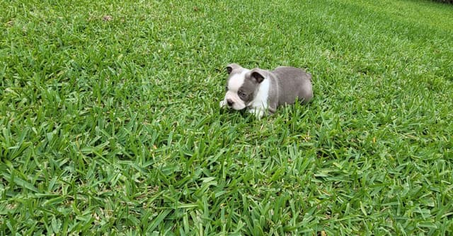 Boston Terrier Puppies media 9