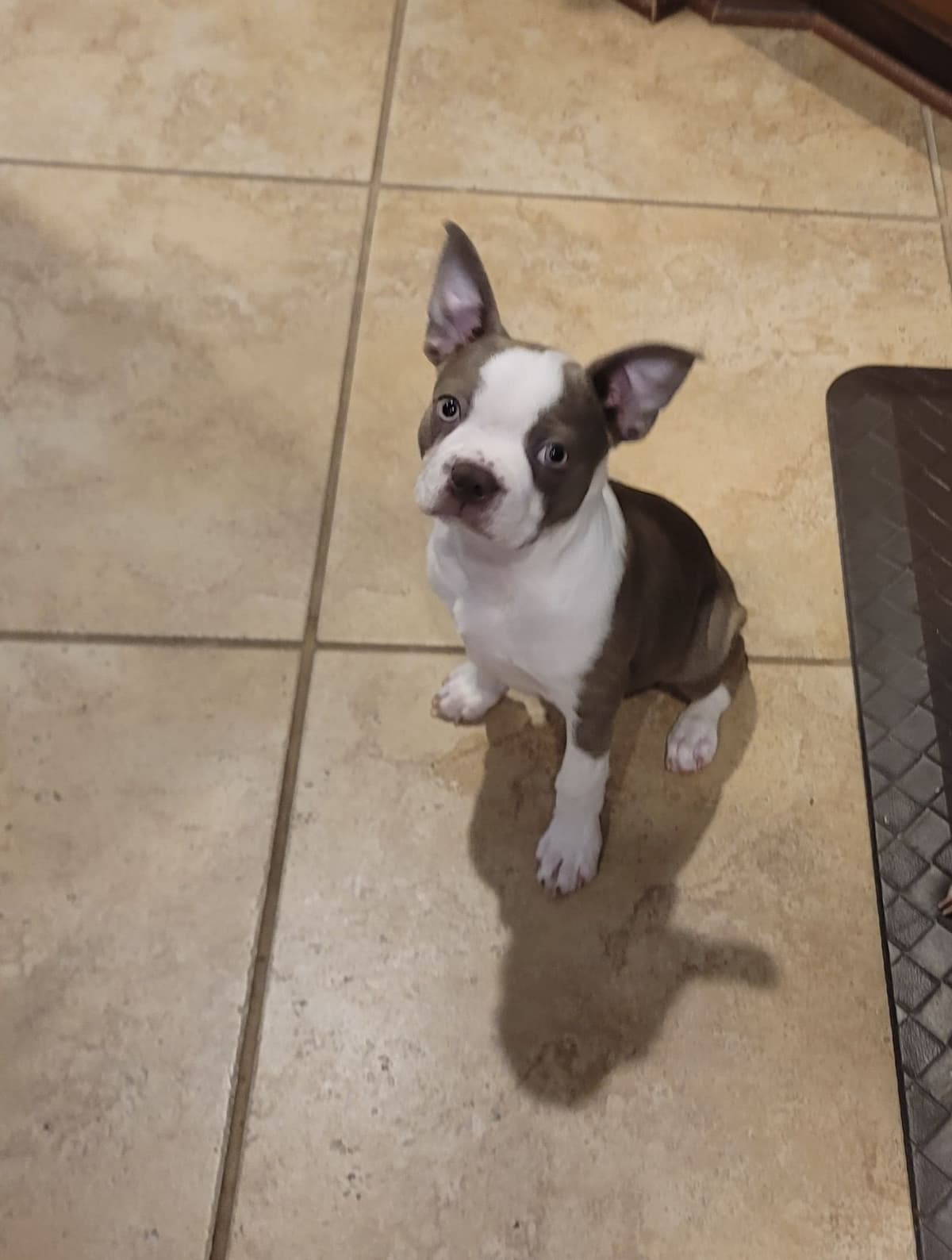 Boston Terrier Puppies breeder image 1