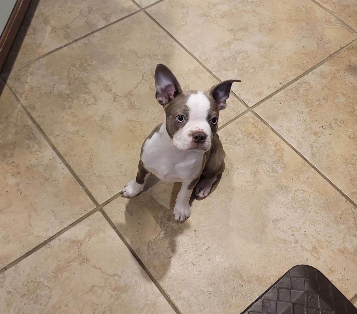 Boston Terrier Puppies breeder image 2