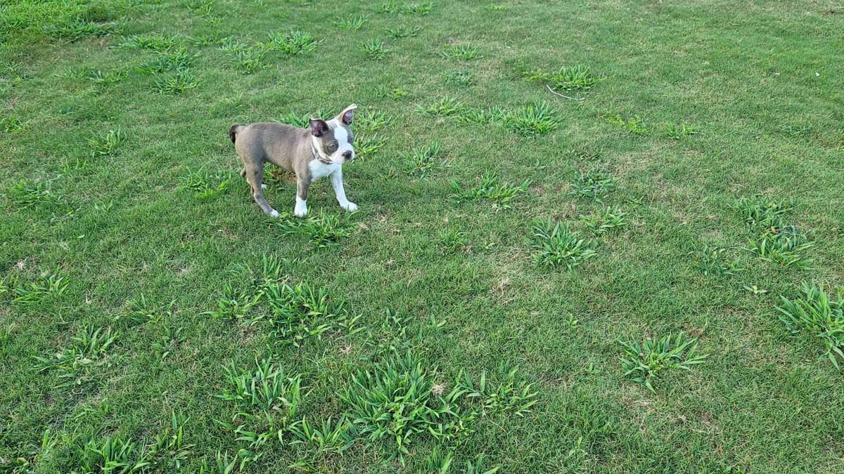 Boston Terrier Puppies breeder image 3