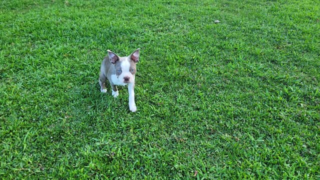 Boston Terrier Puppies media 13