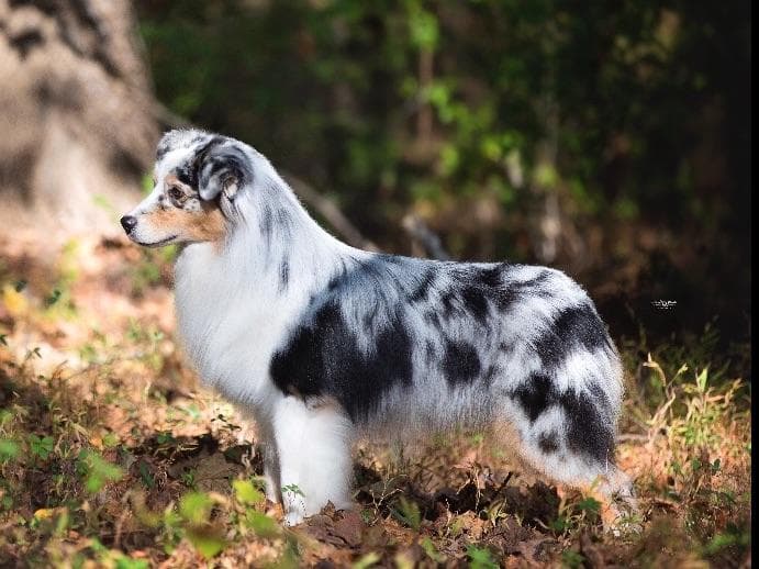 Australian Shepherd Puppies ready June breeder image 1