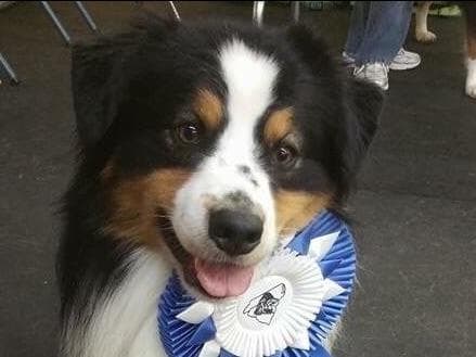Australian Shepherd Puppies ready June breeder image 7